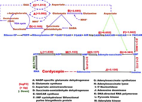 Differentially Expressed Enzymes Of Purine Nucleotide Metabolism In The