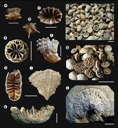 5 Fossil Examples Of Miocene To Pleistocene Scleractinian Corals