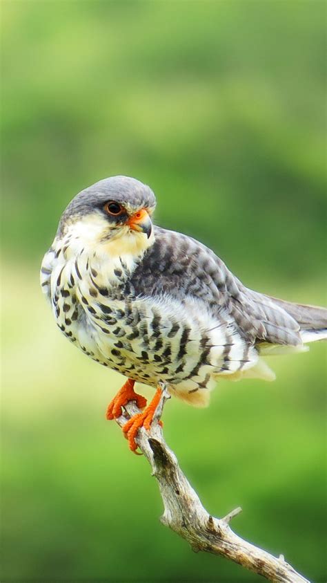 Hawk Bird Falcon Predator Hd Phone Wallpaper Peakpx
