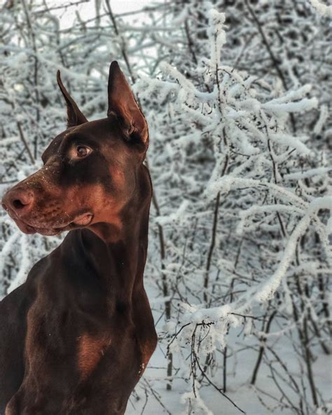 15 Amazing Doberman Pinscher Facts You May Not Have Known