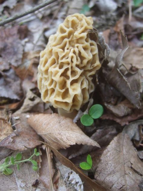 North Carolina Mushrooms Photos
