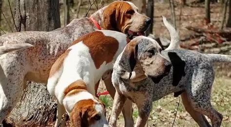 American English Coonhound Dog Breed Info Price Characteristics