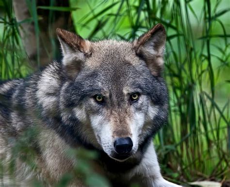 Hd Wallpaper Anger Wolf Face Gray And White Wolf Predator Profile