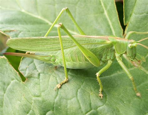 La grande sauterelle verte (nom scientifique : Sauterelle verte (grande) : taille, poids, habitat ...