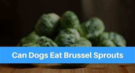 They are low in calories and have a light, fresh flavor. Can Dogs Eat Brussel Sprouts? - Petsolino