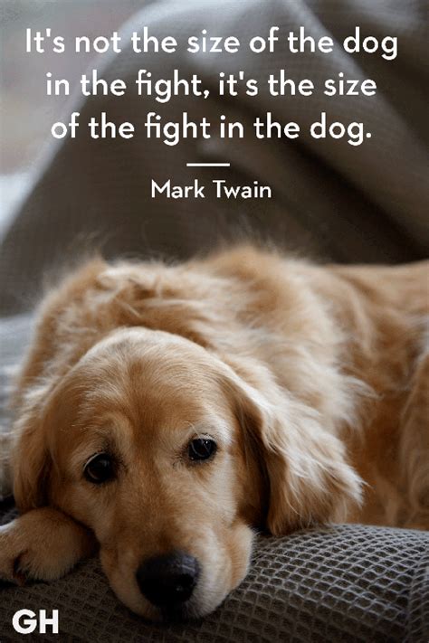 30 Dog Quotes That Every Animal Lover Will Relate To Best Dog Quotes