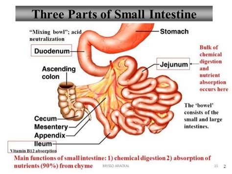 Small Intestine