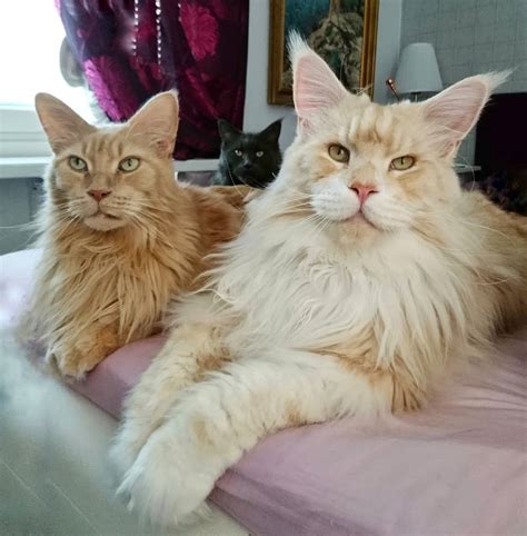 Maine Coon Cat Becomes Viral Sensation With Adorable Photos