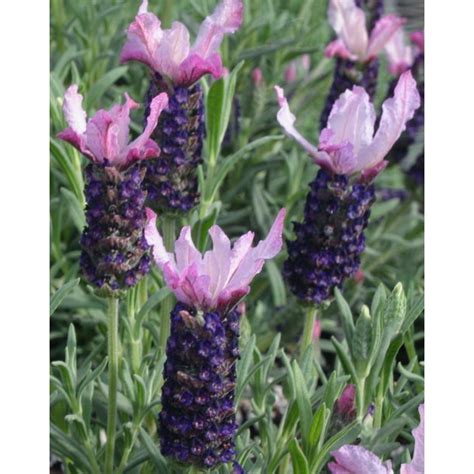 10 Reasons To Grow Lavender In Your Garden Lavender Tips