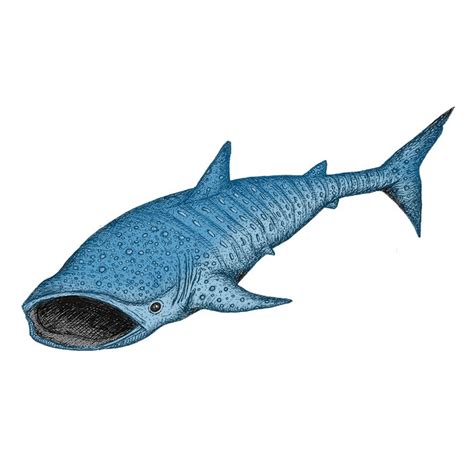 Whale Shark Drawing Sea Life Art