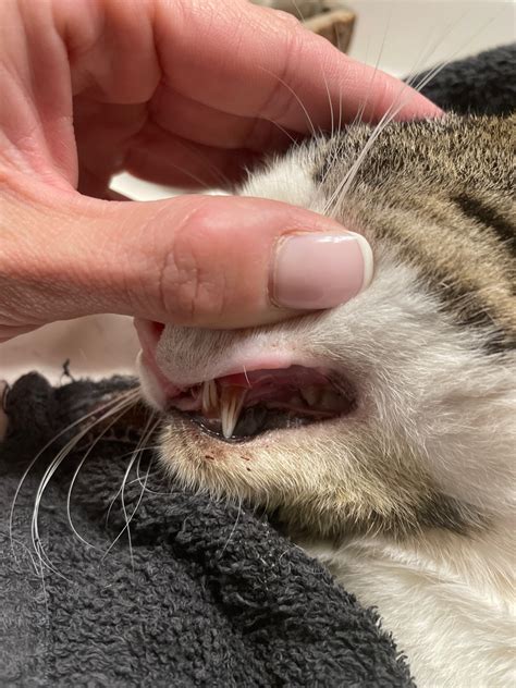 Second Opinion My Cat Is Bleeding From The Mouth I Believe I Walked