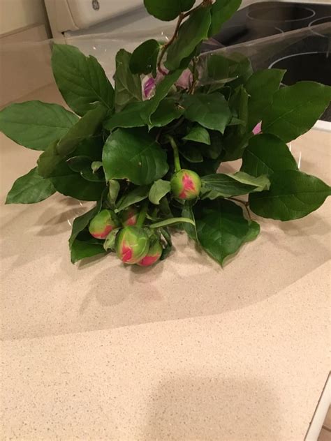 Middleton, massachusetts flower delivery newbury, massachusetts flower delivery north andover, massachusetts north reading, massachusetts peabody also, express deliveries to local hospitals and funeral homes in beverly, ma, and its surrounding cities are offered for your convenience. Kokee Flowers - 15 Reviews - Florists - 16 Main St ...