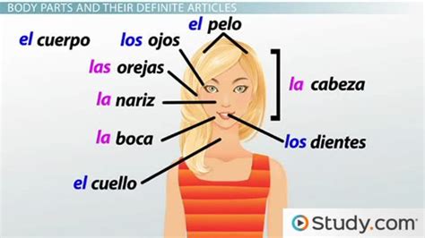 The Parts Of The Body In Spanish Video And Lesson Transcript