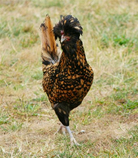 Free Images Bird Prairie Wildlife Beak Fauna Rooster Hen