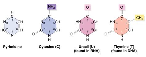 What Are The Components Of Nucleic Acids With Example