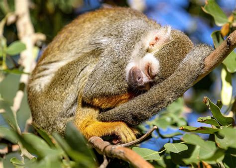 Monkey Sleeping In A Tree Photograph By Monica Lara Photography Pixels