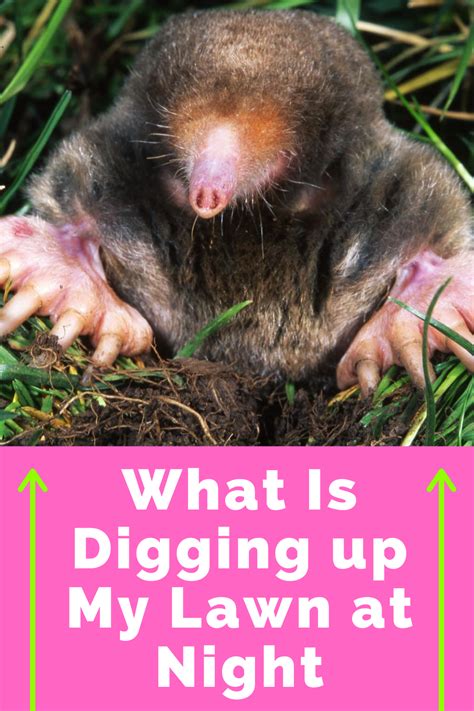 What Is Digging Up My Lawn At Night Dig Lawn Animals