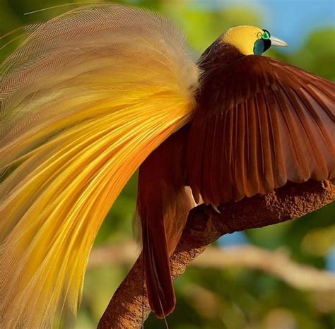 Greater Bird Of Paradise Male Shakes And Poses On His Display Perch In