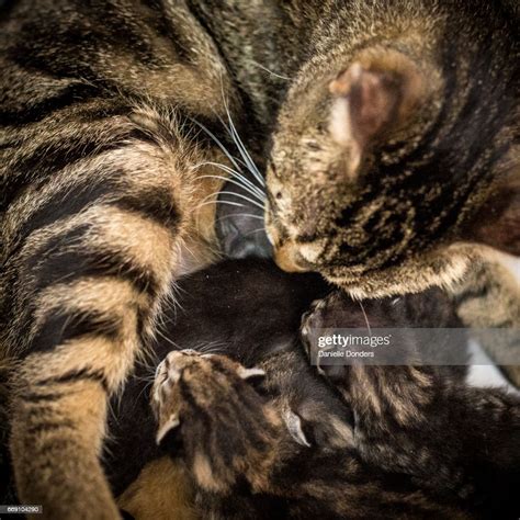 Mother Cat With Litter Of Newborn Kittens High Res Stock Photo Getty