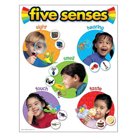 Chart Five Senses Creative Kids