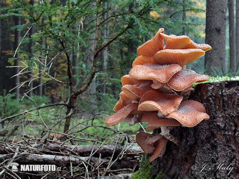 Armillaria Ostoyae Pictures Dark Honey Fungus Images Nature Wildlife