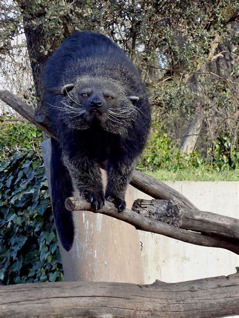 Bearcat Aka Binturong Arctictis Binturong Unusual Animals Cute