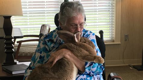Photos 20 Pound Therapy Bunny Turns Veterans Frowns Upside Down Wlos