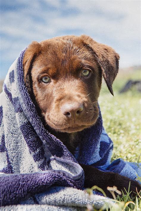 Cute Chocolate Brown Labrador Puppy Wrapped In A Towel Stocksy United