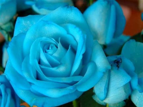 Sky Blue Roses Beautiful Rose Flowers Blue Roses Rare Flowers