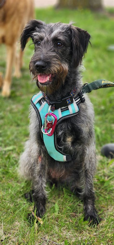 Dog For Adoption Mara A Poodle Unknown Type In Omaha Ne Alpha Paw