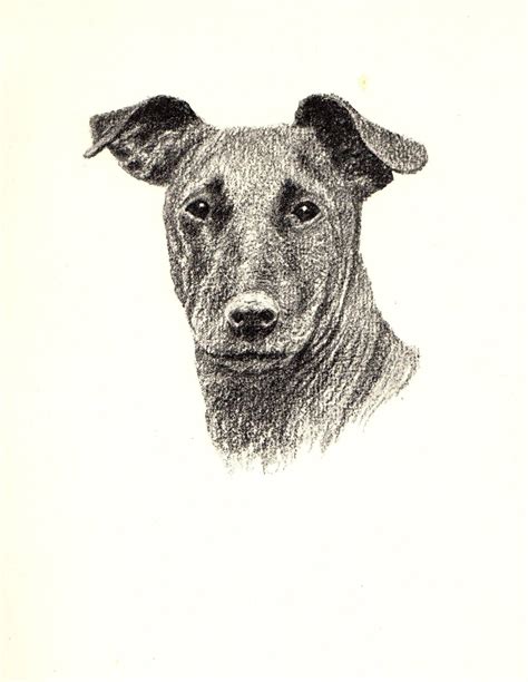 1935 Vintage Manchester Terrier Dog Print Antique Dog Pet Art Office