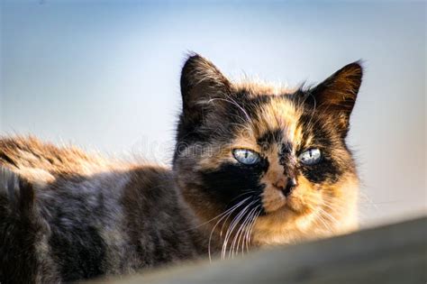 Beautiful Calico Cat With Blue Eyes Sitting In The Garden With Sunshine