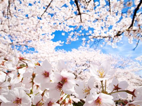Cherry Blossoms Sakura Hd Wallpapers Hd Wallpapers