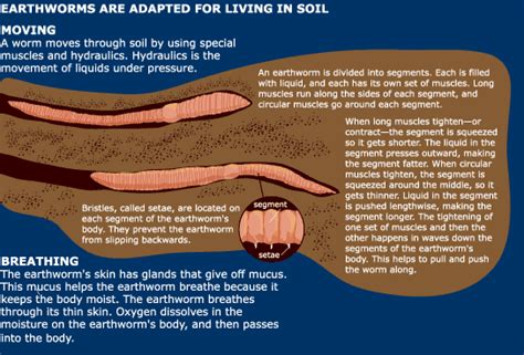 How to raise earthworms for beginners. Earthworms | United States Botanic Garden