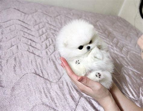 45 Teacup White Cute Pomeranian Puppies L2sanpiero