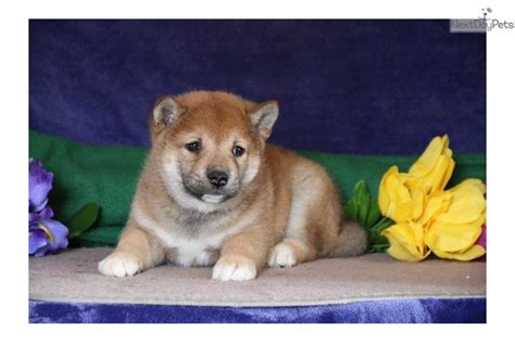 Shiba inu (shib) price in usd with live chart & market cap. Simba Baby: Shiba Inu puppy for sale near Lancaster ...