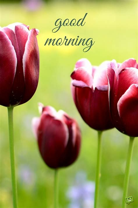 Good Morning Tulips Image