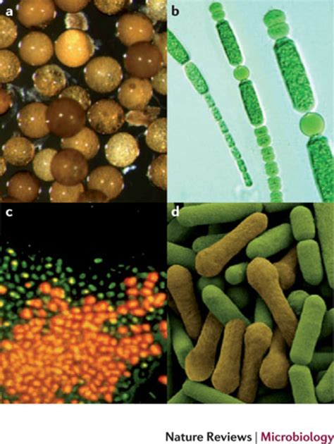 Microbial Spore 中文 Suncot