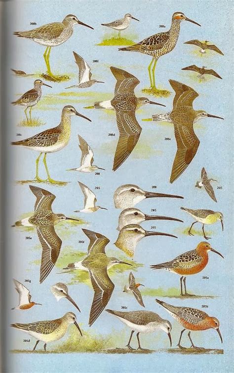 Shorebirds And Waders Avian Review