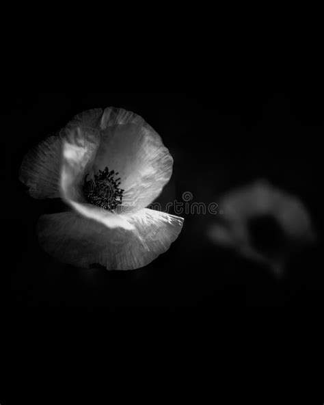 Floral Art In Black And White Stock Image Image Of Floral Abstract