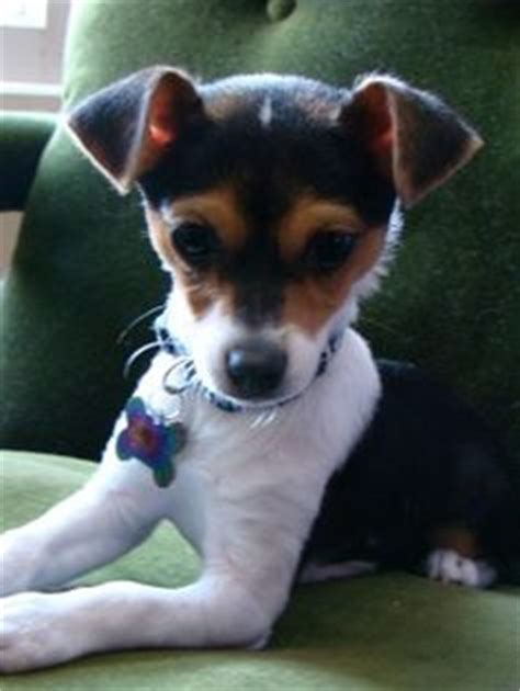 jack chi jack russell terrier  chihuahua mix info temperament pictures