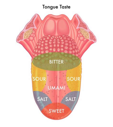 Tongue Taste Stock Vector Illustration Of Surface Perception