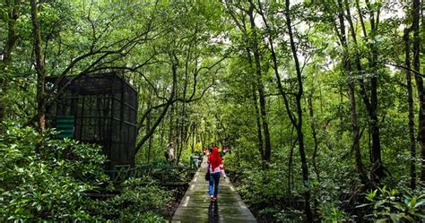 Pelestarian Hutan Mangrove Untuk Lingkungan Dan Tingkatkan Potensi