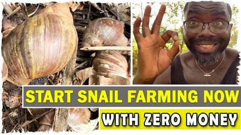 Start Snail Farming Now With Zero Money Snail Farming Business In
