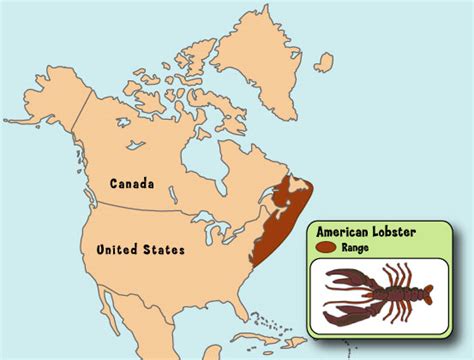Lobster Marinebiology