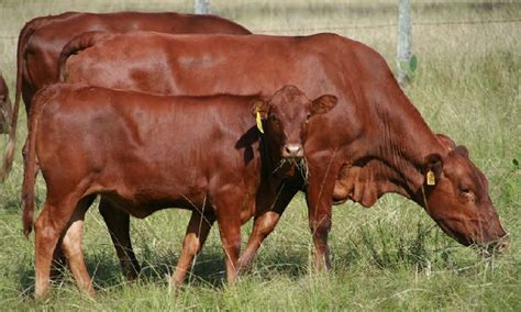 Those cattle then interbred with wild cattle, or aurochs, which were native to the region, and changed their genetic makeup enough to confuse geneticists. Australian Tropical Beef Breeds Brahman Droughtmaster Brangus Belmont