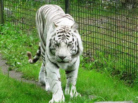 Picture Of A White Tiger Taken At Parken Zoo Eskilstuna 2009 Photo By