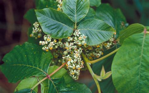 Common Myths About Poison Oak Poison Ivy And Poison Sumac Wssa