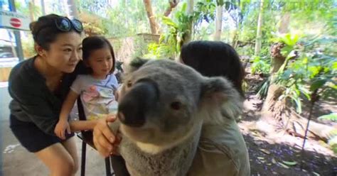 Koalas Train To Cuddle World Leaders At G20 Summit The Irish Times