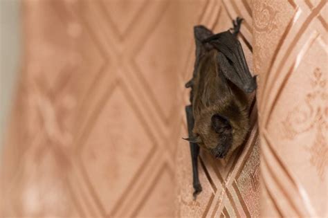 Clear Signs Your House Has A Bat Infestation Readers Digest